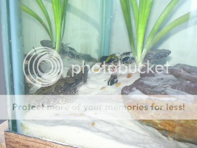 Gobies6.jpg