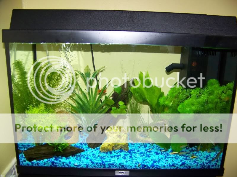 fish2.jpg