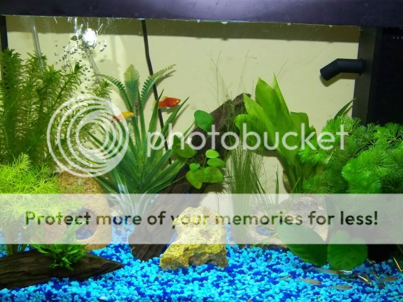 fish3.jpg
