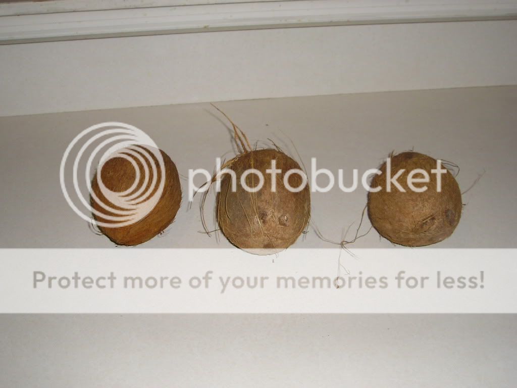 coconuts004.jpg