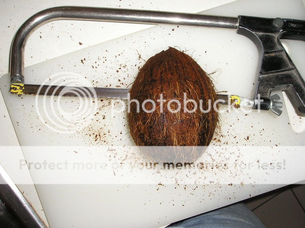coconuts005.jpg