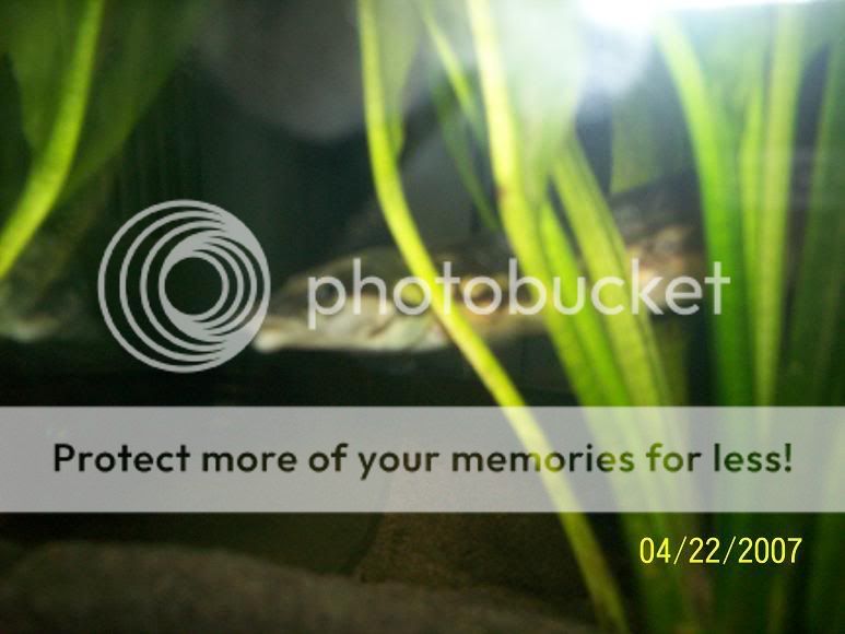 green2.jpg