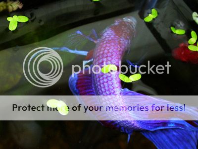 DSCN4951.jpg