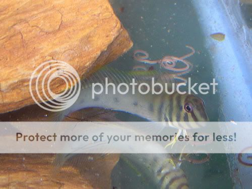 DSCN5919.jpg