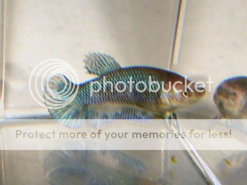DSCN6522.jpg