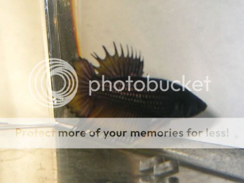 DSCN6543.jpg