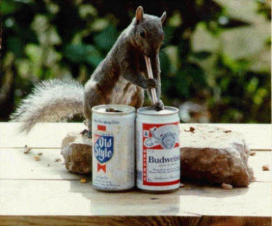 beersquirrel.jpg