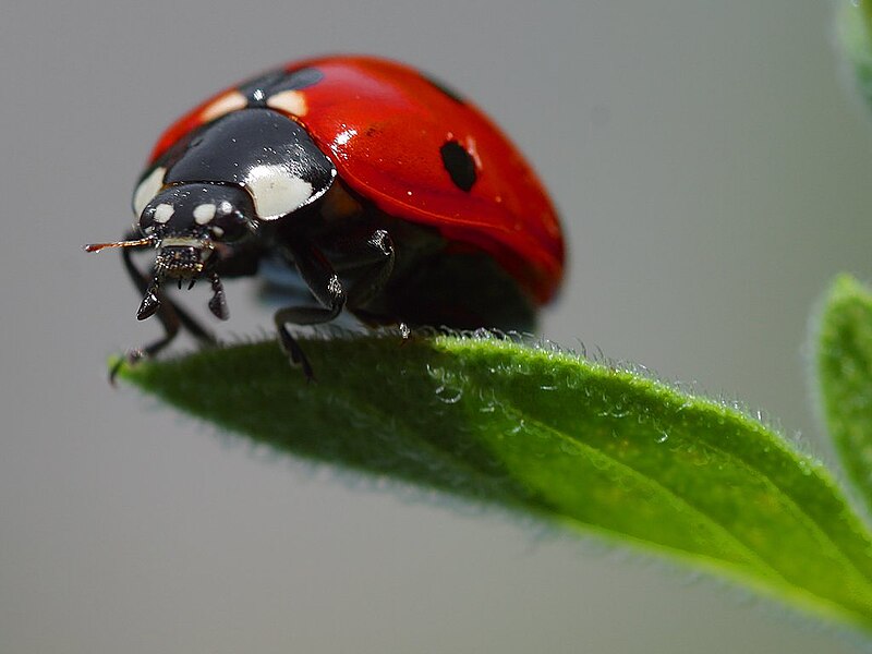 800px-Ladybird.jpg