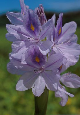 280px-Water_hyacinth_bloom.jpg