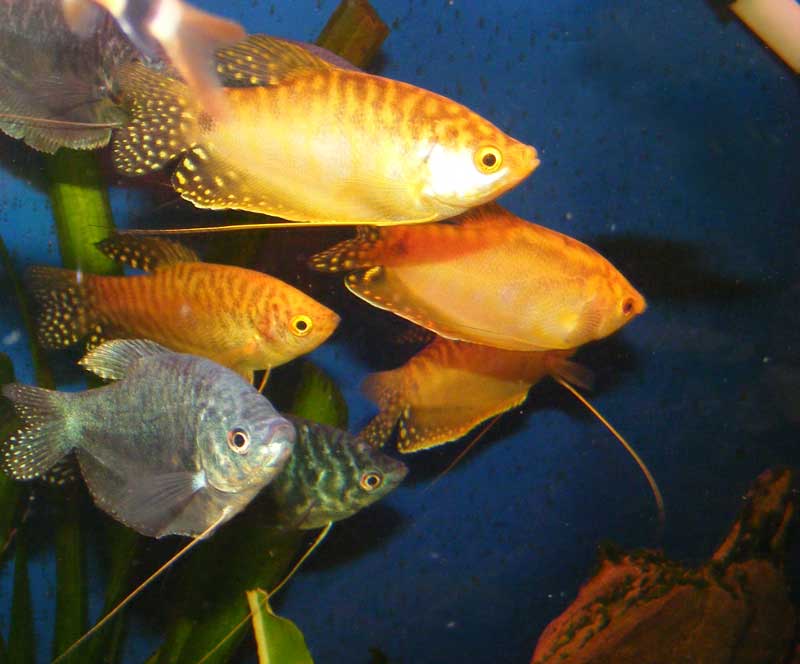 Three_spotted_gourami.jpg