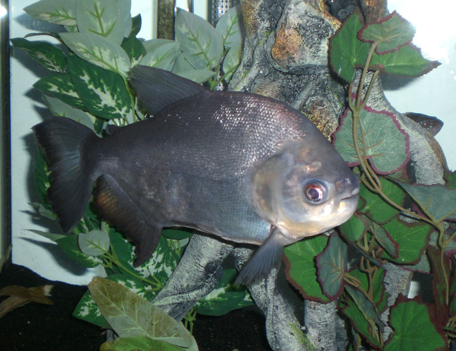 pacu1.jpg