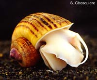 pomacea_bridgesi_outshell.jpg