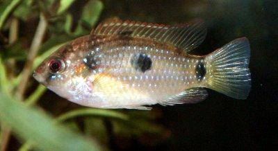 dwarf-jewel-cichlid-profile.jpg