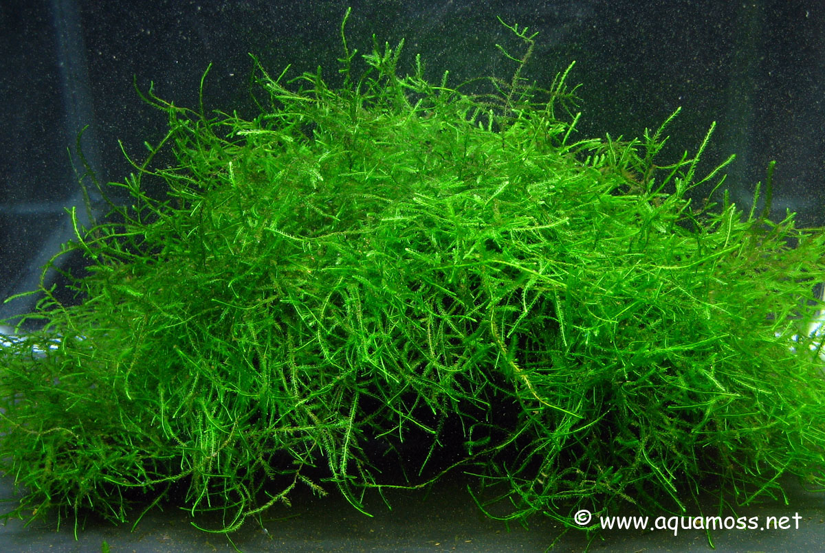 Java-Moss-03.jpg