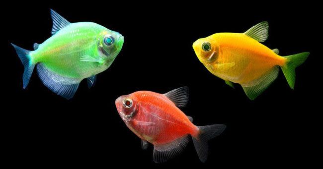 www.aquariumfishsale.com