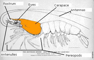 shrimpanatomy.jpg