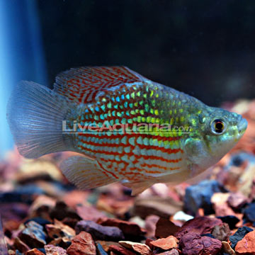 p-39883-American-Flagfish.jpg