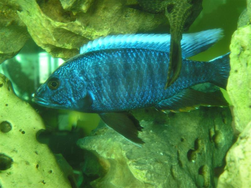 200734183828_Blue_cichlid.JPG