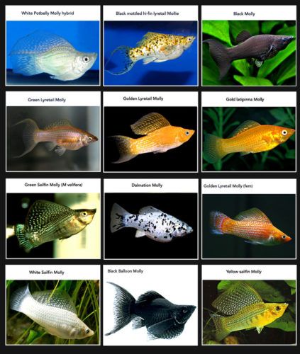 molly-fish-species.jpg
