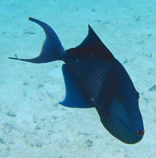 normal_Redtoothed-triggerfish-3.jpg