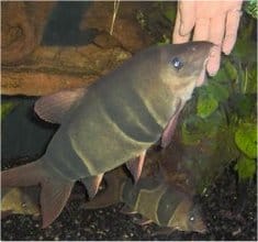 large-clown-loach.jpg